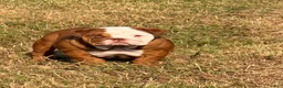 English Bulldog dogs for sale: Choco- Latte - Ad 6