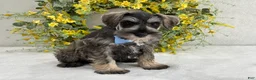 Miniature Schnauzer dogs for sale: Paisley Male 4 - Ad 3