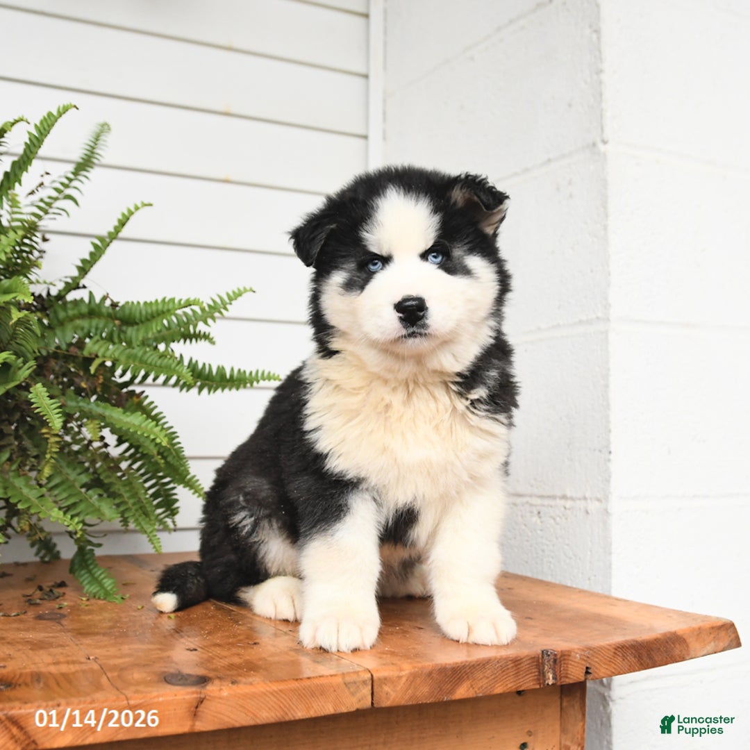 Gerberian Shepsky dogs for sale: Gunner - Ad 2