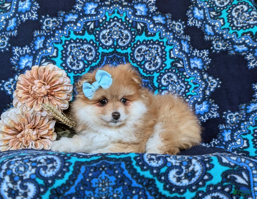 Pomeranian dogs for sale: Dyann - Ad 4