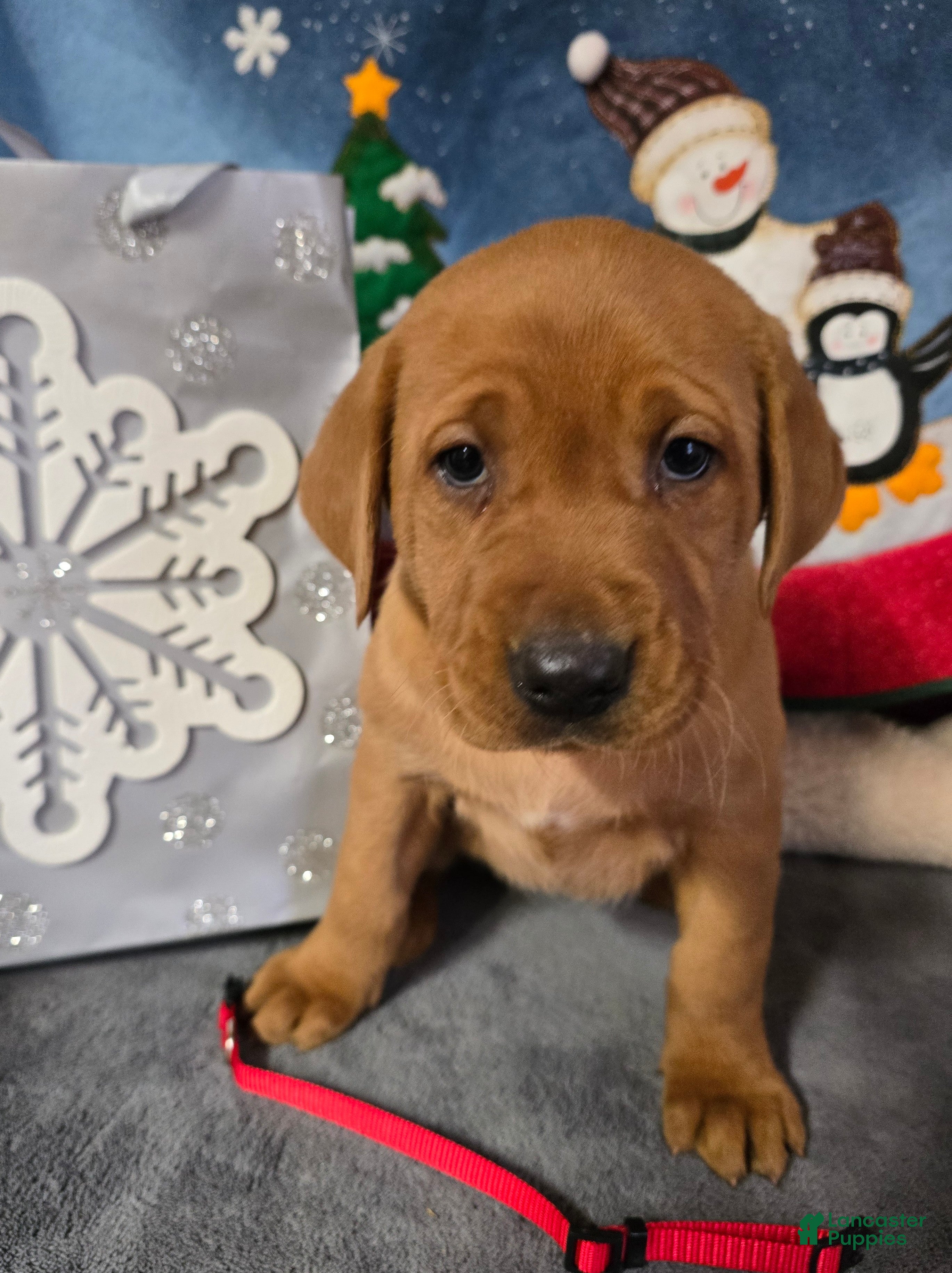 Labrador Retriever dogs Labrador Retriever Puppy Red collar - Ad 23