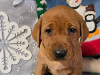 Labrador Retriever dogs Labrador Retriever Puppy Red collar - Ad 23