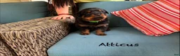 Rottweiler dogs for sale: Atticus - Ad 3