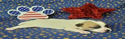 Jack Russell Terrier dogs for sale: CKC "Pilot" Delivery Available  - Ad 4