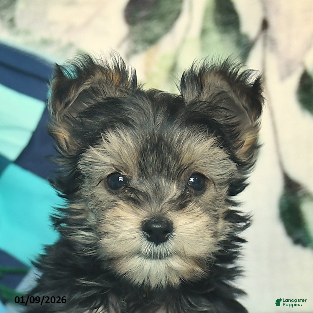 Morkie dogs for sale: Ellie  - Ad 5