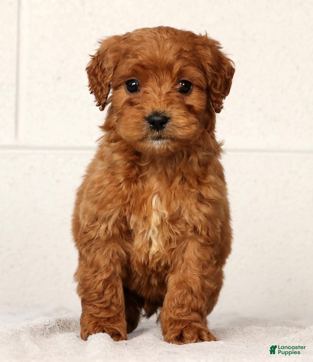 Mini Goldendoodle dogs for sale: Lonnie - Ad 5