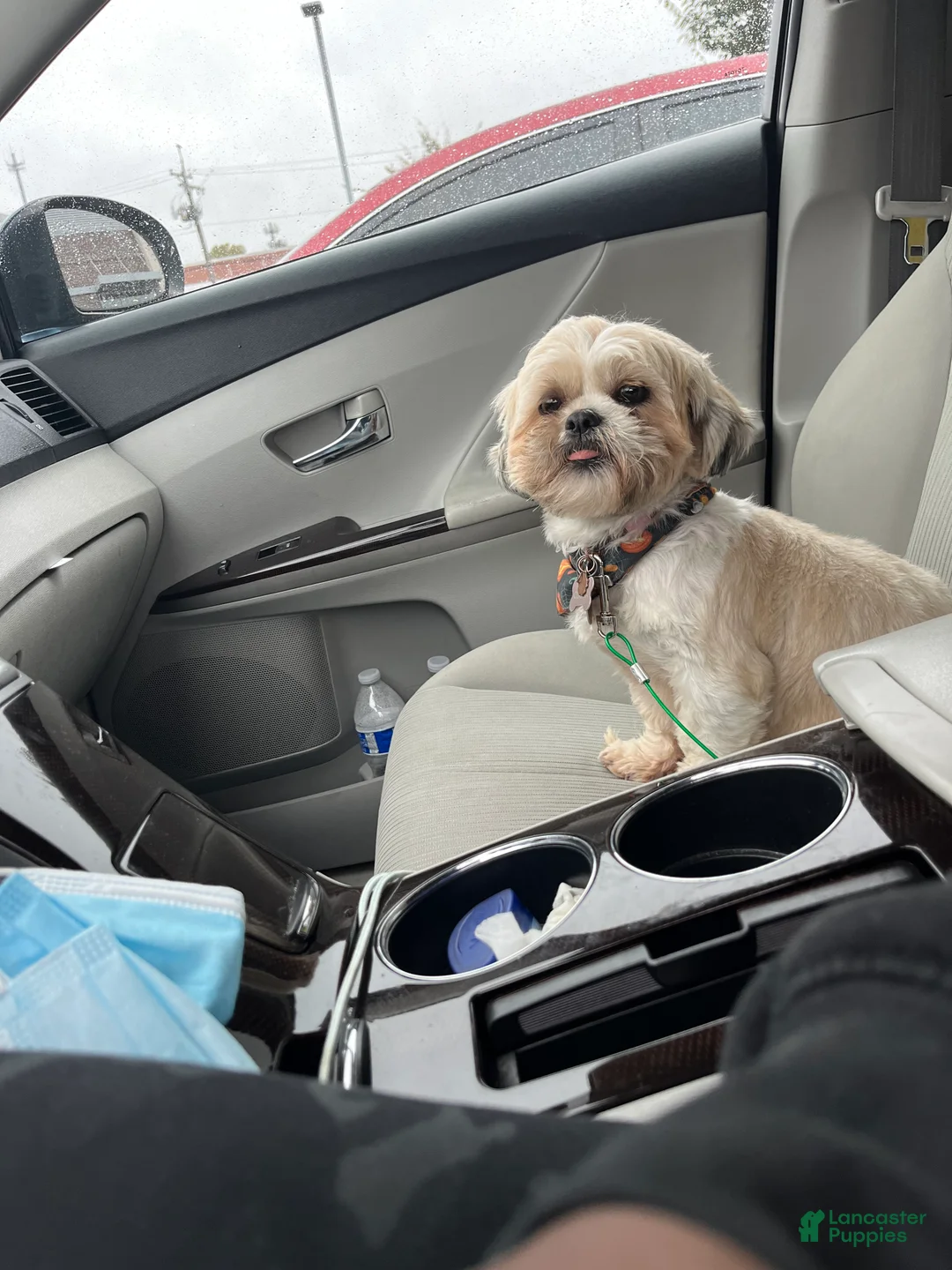 Shih Tzu dogs for sale: Cocoa  - Ad 1