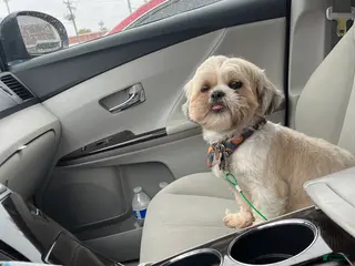 Shih Tzu dogs Cocoa - Ad 18