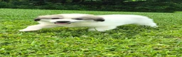 Great Pyrenees dogs for sale: Great Pyrenees 1 - Ad 11