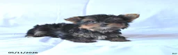 Yorkshire Terrier dogs for sale: Rocky - Ad 2