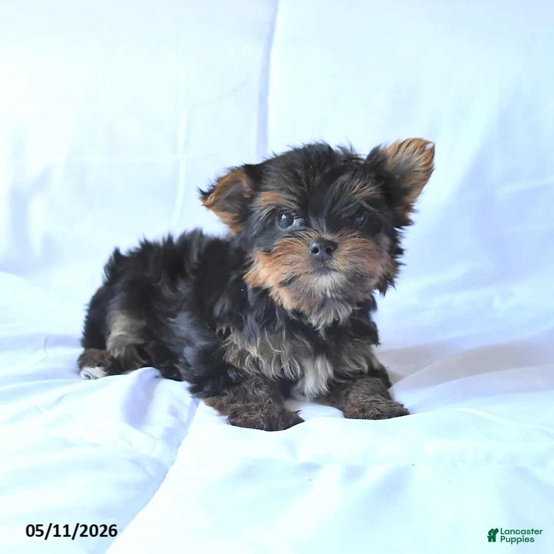 Yorkshire Terrier dogs for sale: Rocky - Ad 2