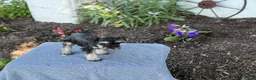 Miniature Schnauzer dogs for sale: Trixy - Ad 8