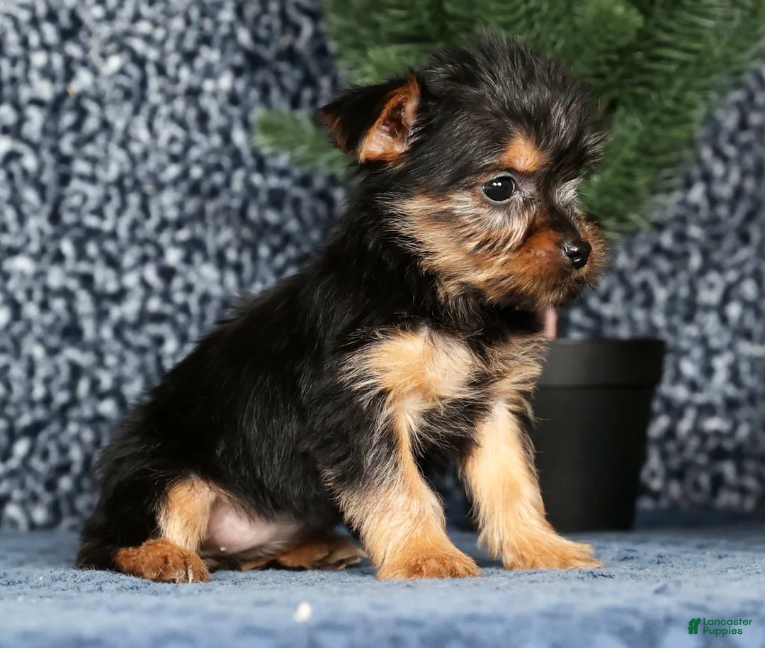 Yorkshire Terrier dogs for sale: Kennedy - Ad 7