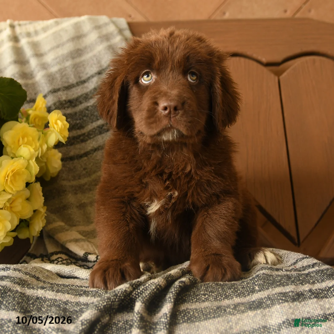 Newfoundland dogs for sale: Muffin - Ad 1