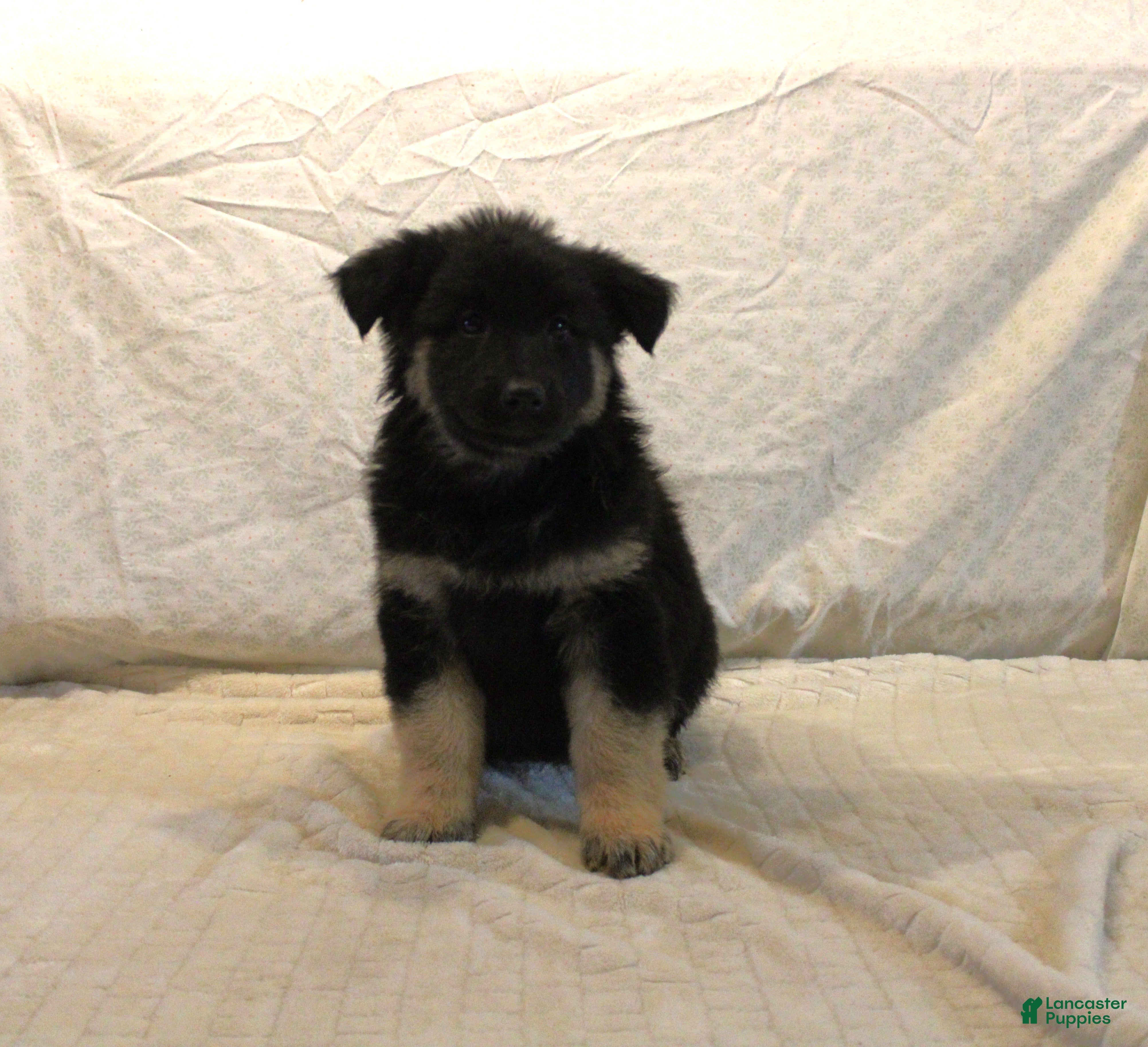 Mixed Breed dogs Lucy - Ad 19