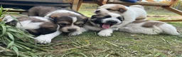 Mixed Breed dogs for sale: Otter - Ad 4