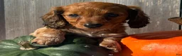 Miniature Dachshund dogs for sale: October  - Ad 3