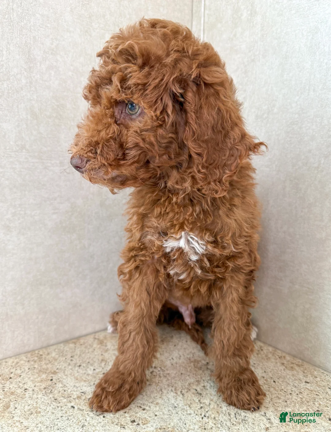 Goldendoodle dogs for sale: Martha  - Ad 7