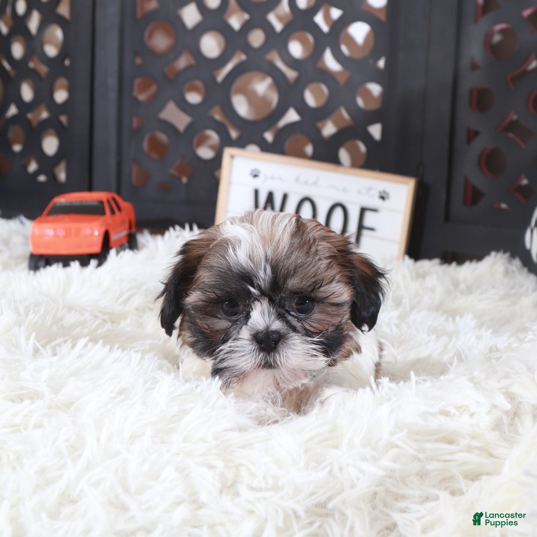 Shih Tzu dogs for sale: Shih Tzu Puppy Stone - Ad 4