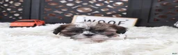 Shih Tzu dogs for sale: Shih Tzu Puppy Stone - Ad 4