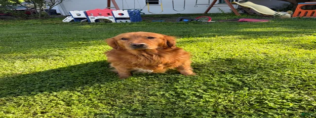 Bandit
