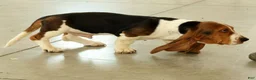 Basset Hound dogs for sale: Kerby - Ad 3
