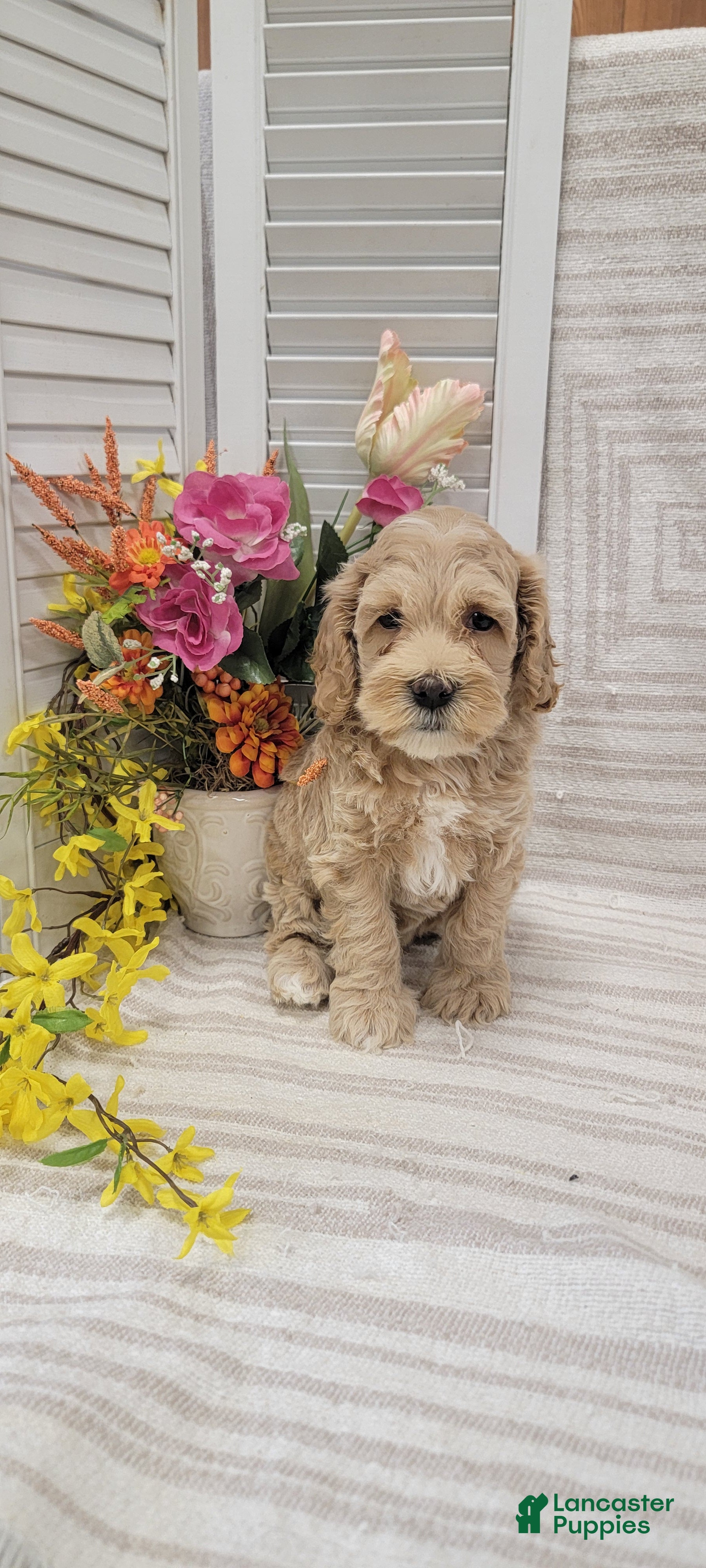Cockapoo dogs Sparky - Ad 1