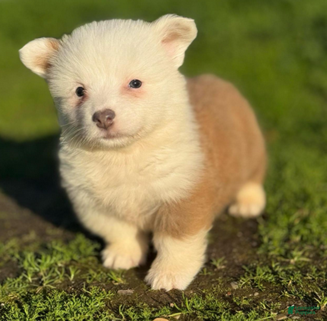 Mixed Breed dogs for sale: Jasper (fluffy) - Ad 1