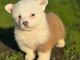 Mixed Breed dogs Jasper (fluffy) - Ad 1