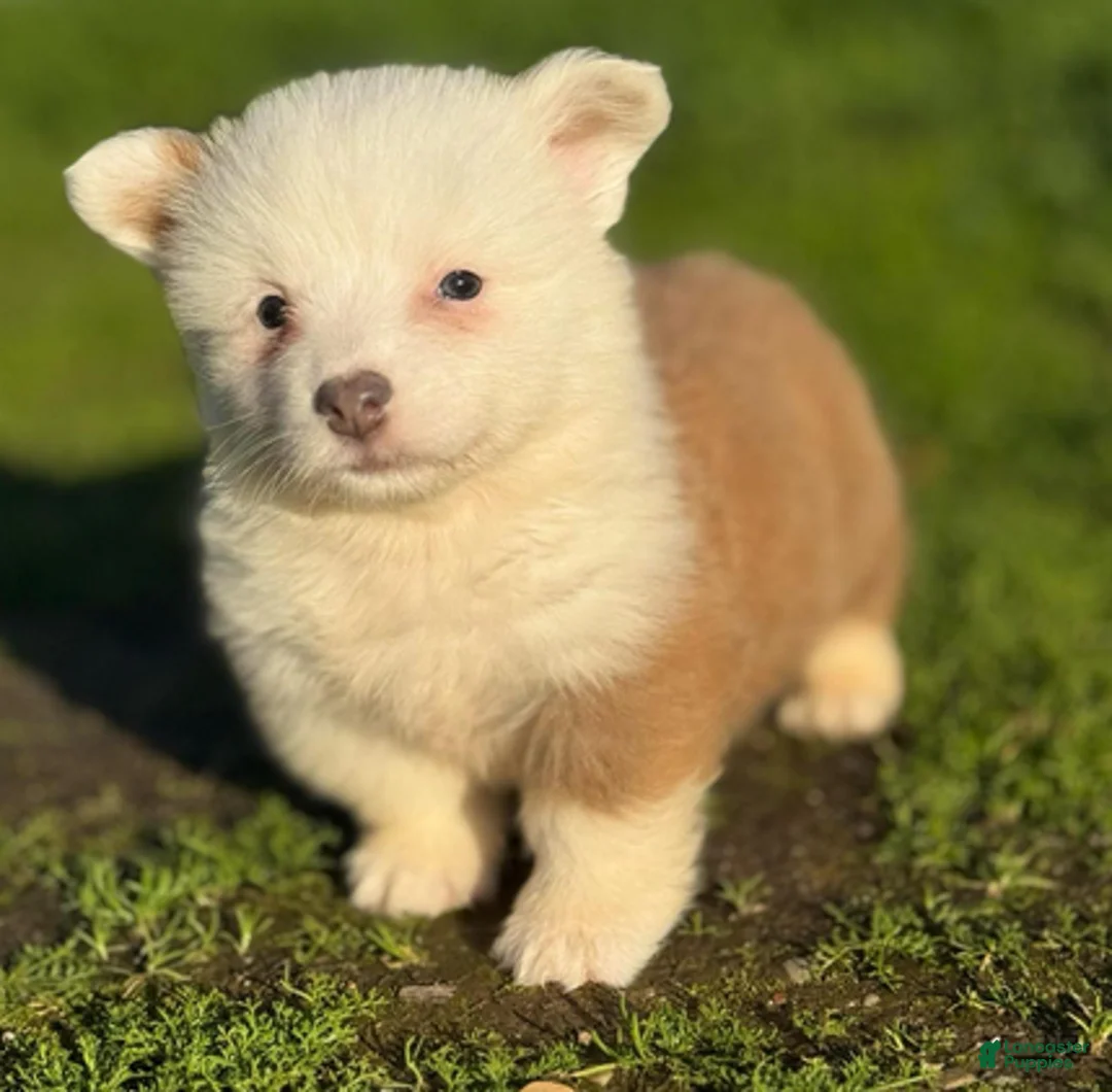 Mixed Breed dogs for sale: Jasper (fluffy) - Ad 1