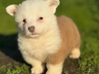 Mixed Breed dogs Jasper (fluffy) - Ad 3