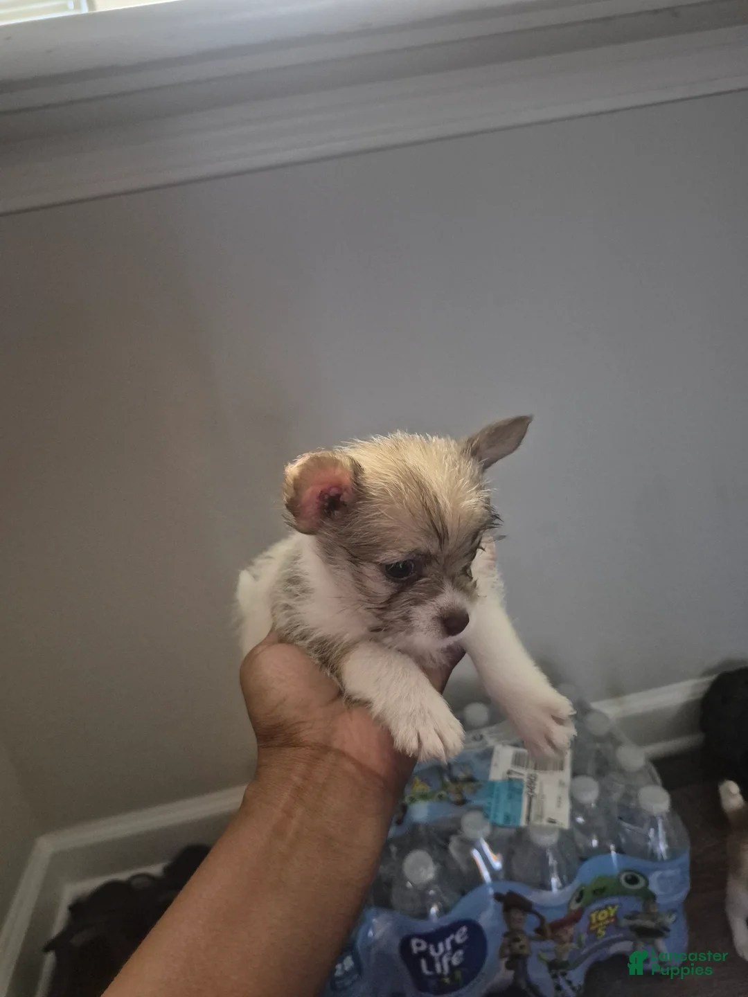 Mixed Breed dogs for sale: Peso - Ad 2