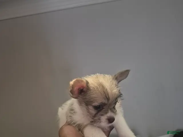 Mixed Breed dogs for sale: Peso - Ad 2