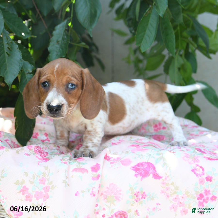 Miniature Dachshund dogs Wiley - Ad 2