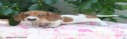 Miniature Dachshund dogs for sale: Wiley - Ad 2