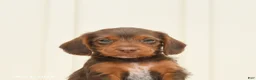 Mixed Breed dogs for sale: Freckles - Ad 5