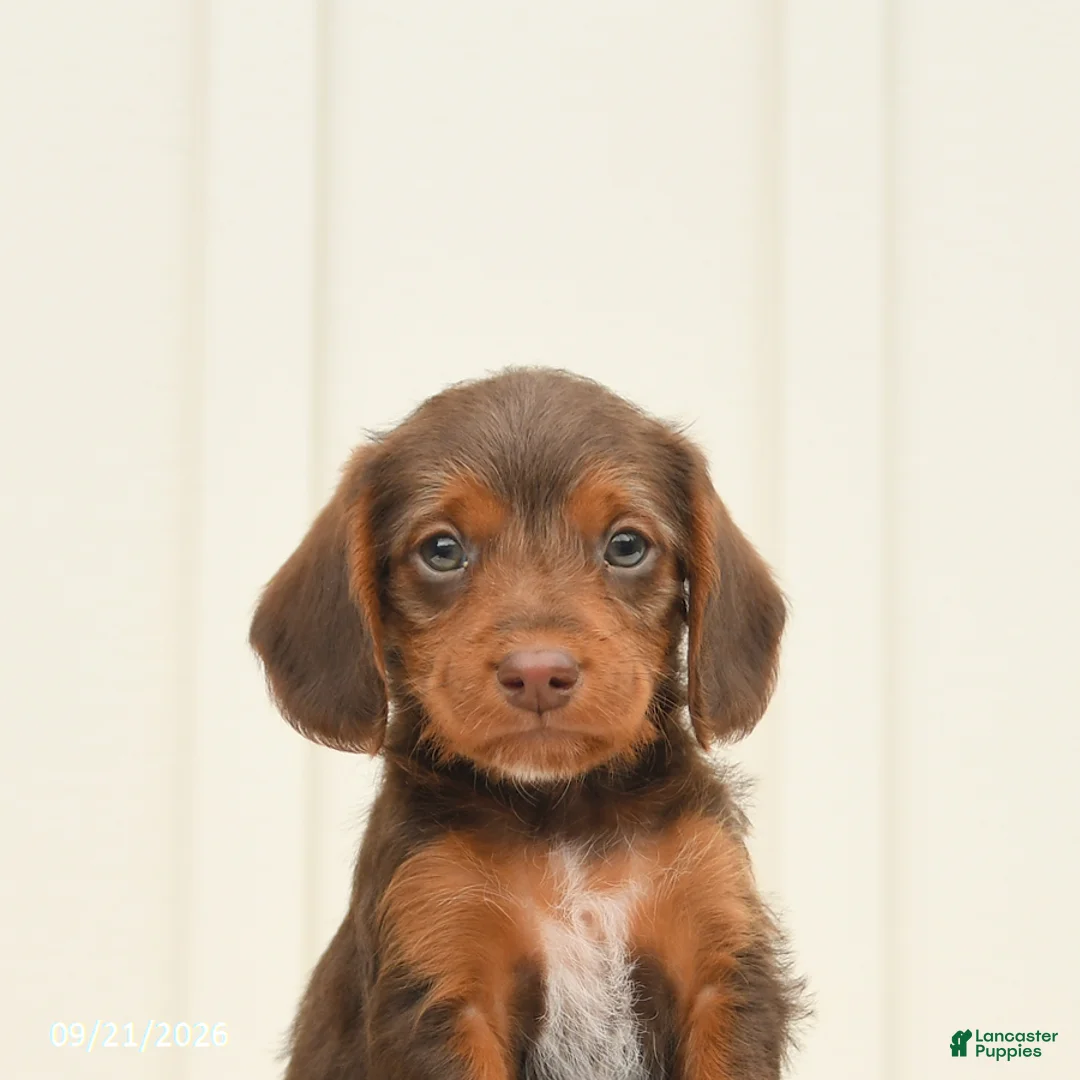 Mixed Breed dogs for sale: Freckles - Ad 5