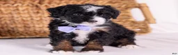 Mini Bernedoodle dogs for sale: Kate - Ad 5