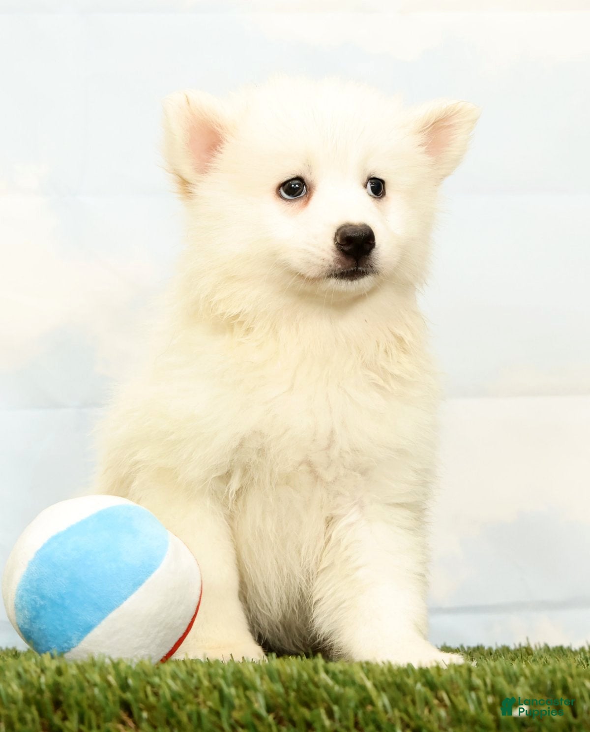 Pomsky dogs Nicole - Ad 2