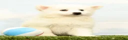 Pomsky dogs for sale: Nicole - Ad 2