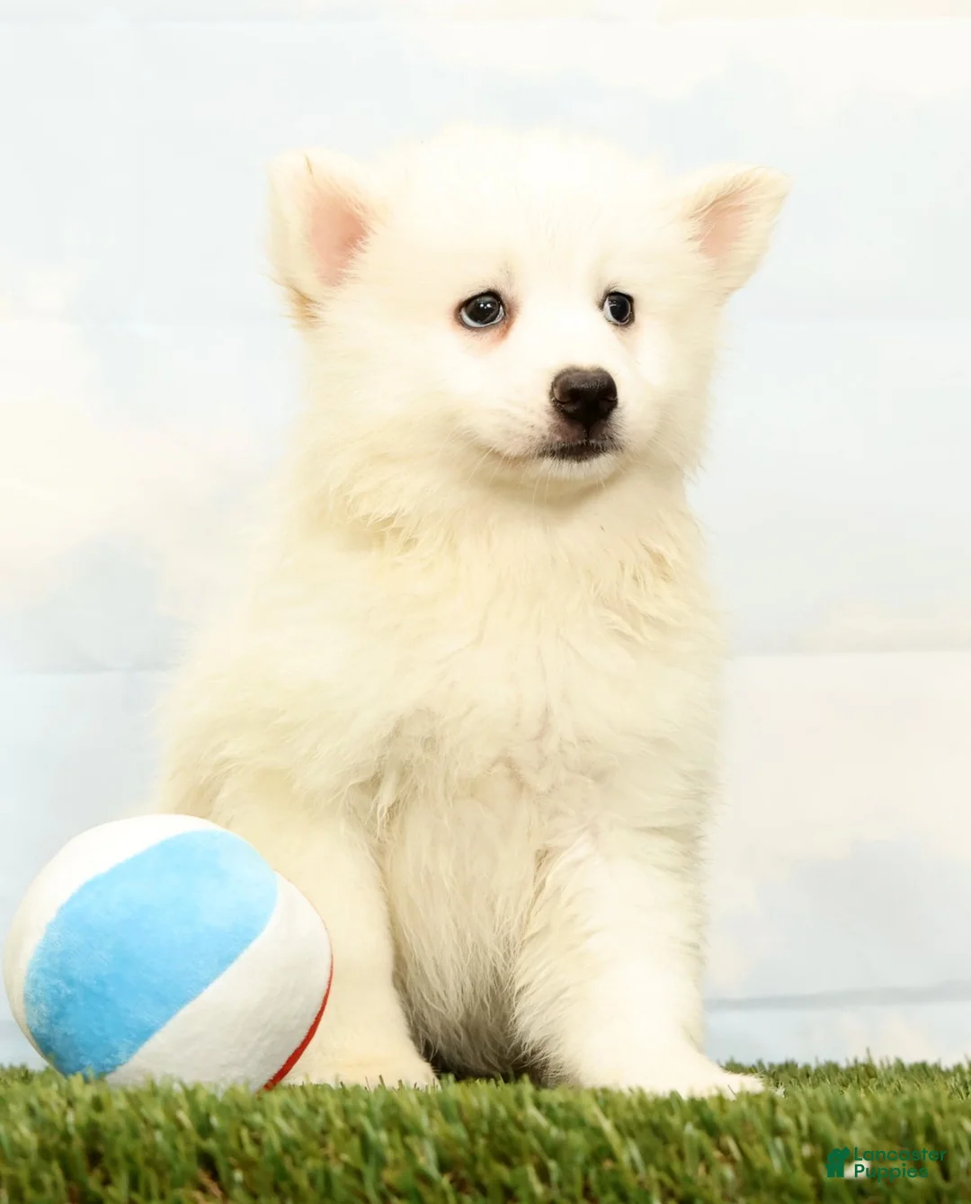 Pomsky dogs for sale: Nicole - Ad 2