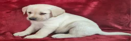 Labrador Retriever dogs for sale: Truman - Ad 4