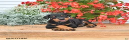 Doberman Pinscher dogs for sale: Bruno - Ad 5