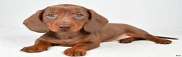 Miniature Dachshund dogs for sale: Gabriella - Ad 6