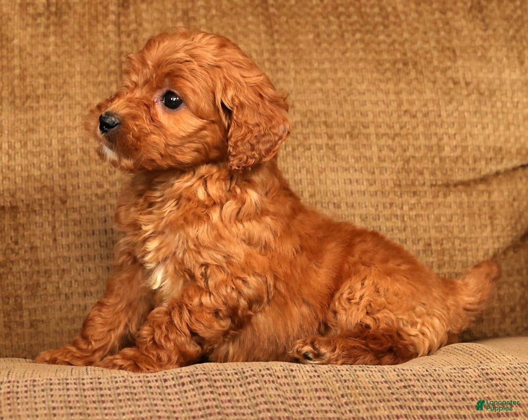 Mini Goldendoodle dogs for sale: Lonnie - Ad 7