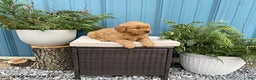 Golden Retriever dogs for sale: Carla - Ad 2