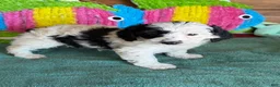 Labradoodle dogs for sale: Oreo - Ad 4