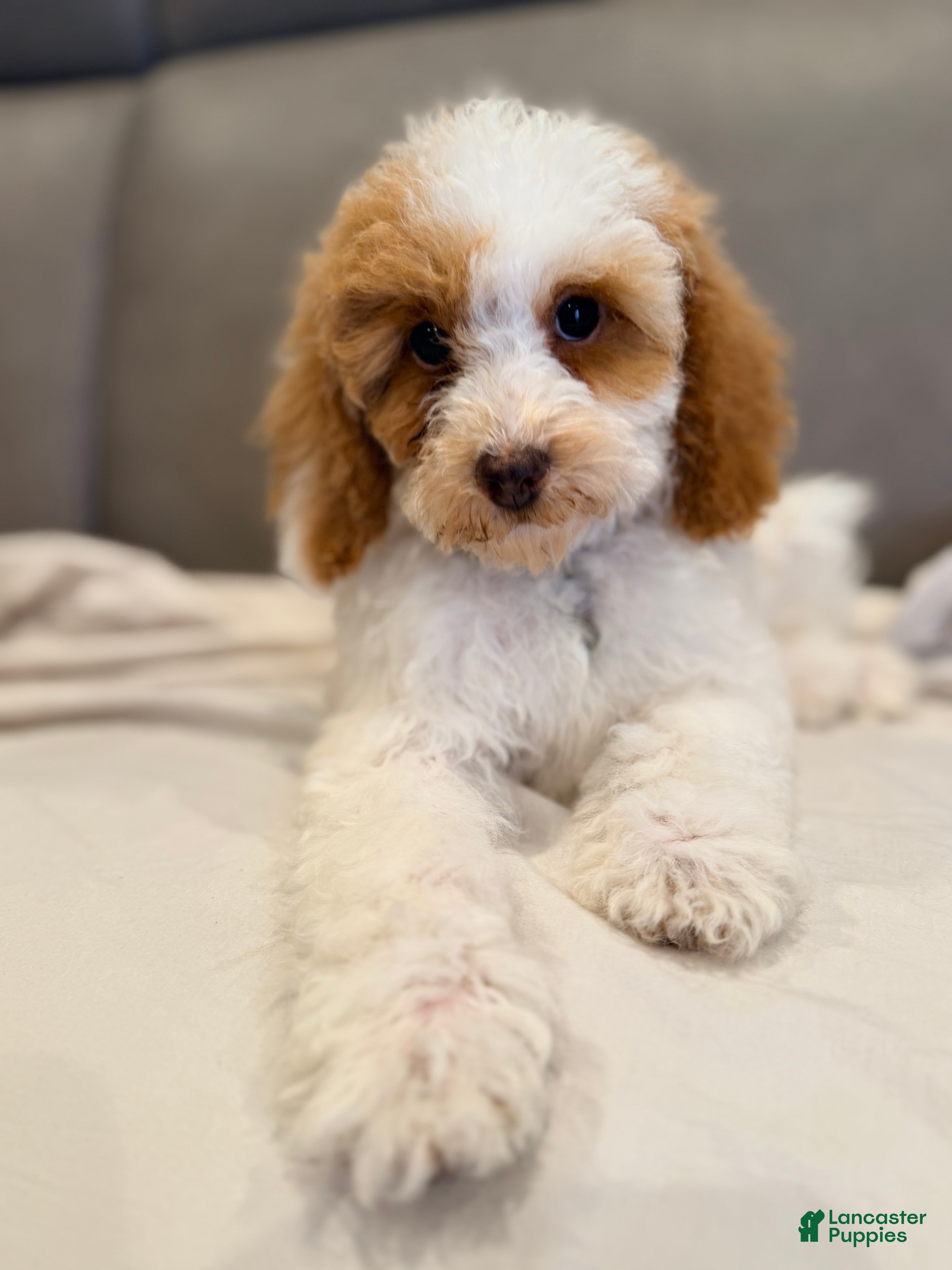 Miniature Poodle dogs Louie- Potty and crate training Parents Health Tested  - Ad 2