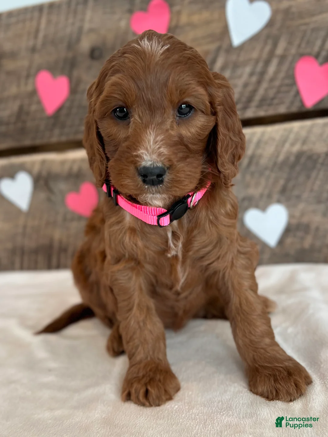 Irish Doodle dogs for sale: Rose - Ad 6