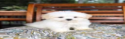 Malshi dogs for sale: Peanut - Ad 7